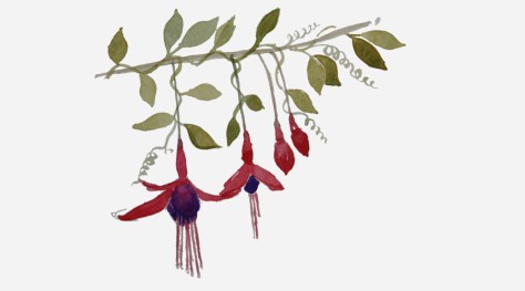 Fuschia and Bindweed