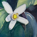 blossom detail
